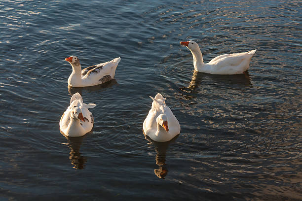 istock flock of domestic geese on river 474453948