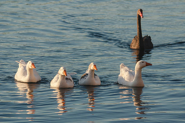 istock geese and black swan swimming on river 474453968