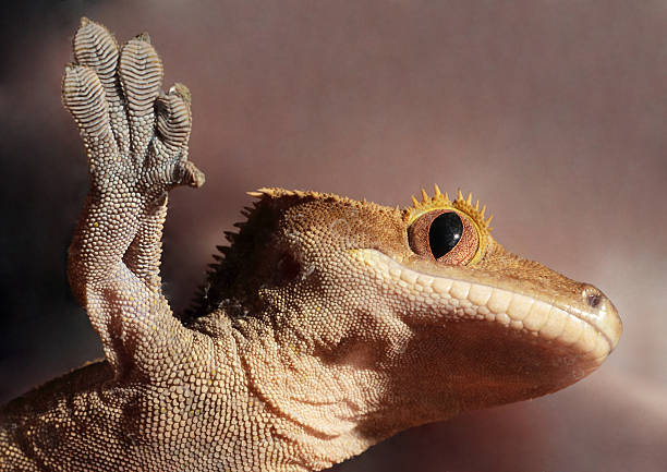 A new Caledonian crested gecko (Rhacodactylus ciliatus) from the bottom clutching to a glass