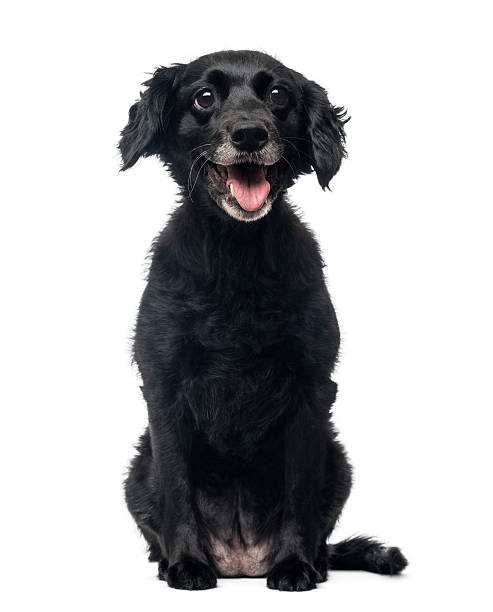 istock Front view of a cheerful Crossbreed dog sitting, panting 474455023