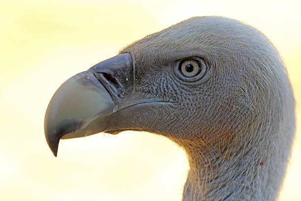 Rappell's Vulture  