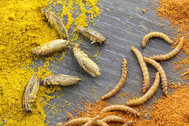 Jadalne przyprawiane i pieczone crickets i mealworms – zdjęcie