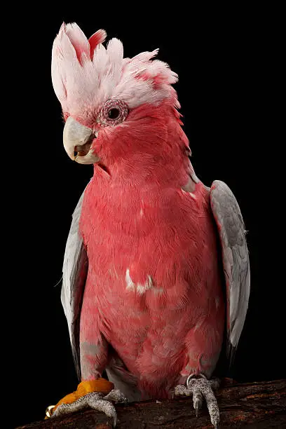 Galah or Rose-breasted Cockatoo shoot in studio, black background