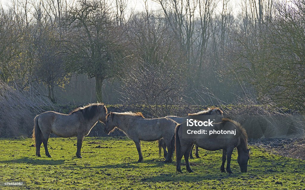 Konik horses grazing in sunlight Konik horses grazing in sunlight in winter Agricultural Field Stock Photo