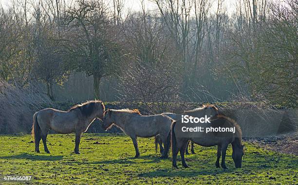Konik Horses Grazing In Sunlight Stock Photo - Download Image Now - Agricultural Field, Animal, Animals In The Wild