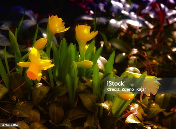 Narcissus Kwiaty - zdjęcia stockowe i więcej obrazów Bez ludzi - Bez ludzi, Botanika, Bukiet