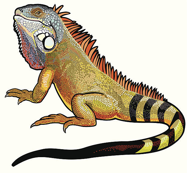 ilustraciones, imágenes clip art, dibujos animados e iconos de stock de iguana verde - iguana