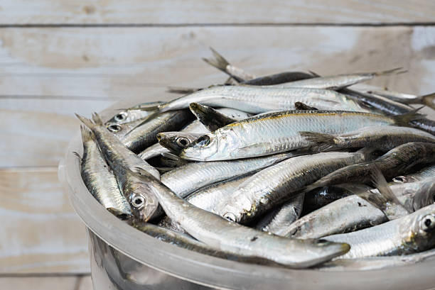 110+ Sardine Bucket Stock Photos, Pictures & Royalty-Free Images - iStock