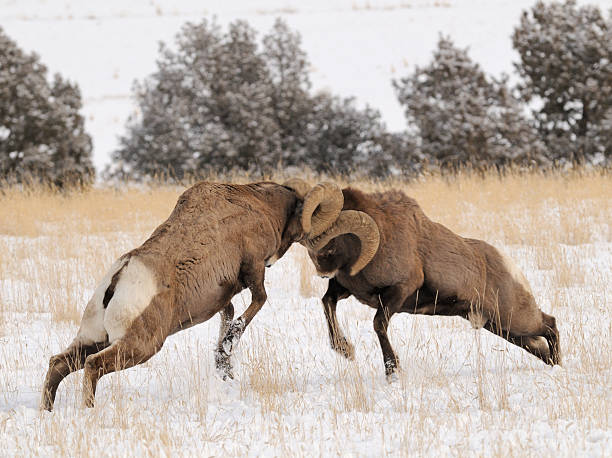 istock Bighorn Rams butting heads 474457522