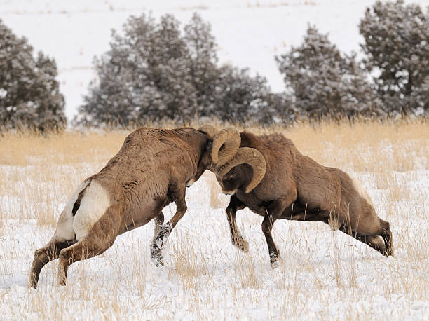 Bighorn Rams butting heads stock photo