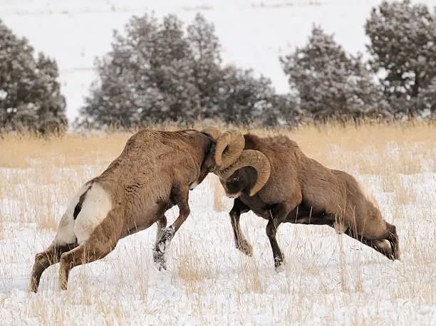 Photo of Bighorn Rams butting heads