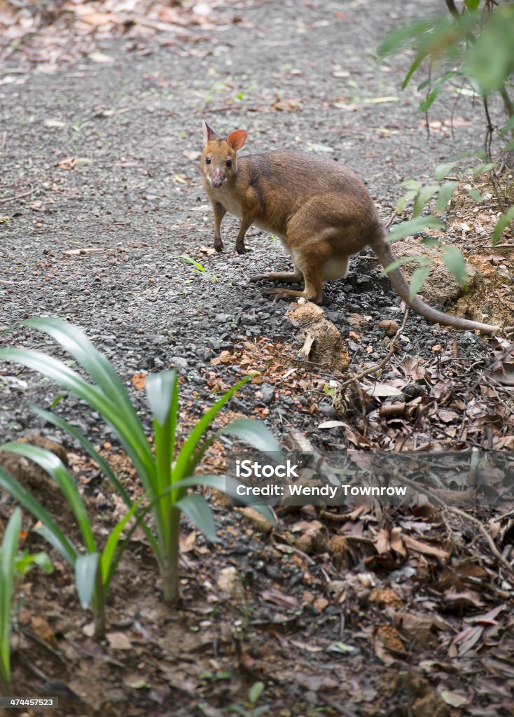 Red-Legged Pademelon - Lizenzfrei Australien Stock-Foto