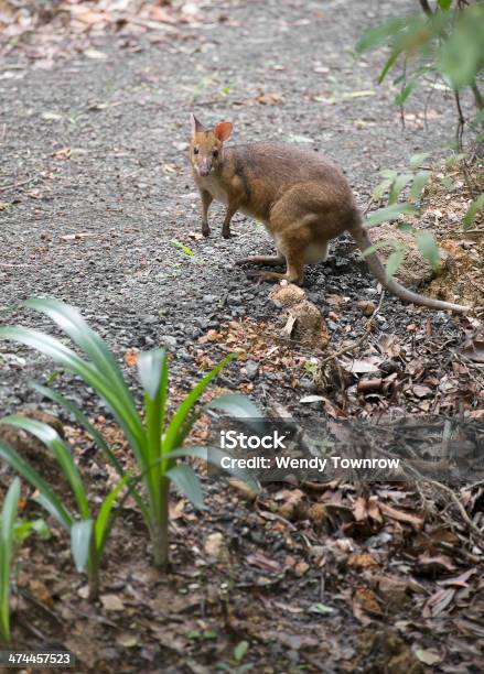 Photo libre de droit de Pademelon À Pattes Rouges banque d'images et plus d'images libres de droit de Animal femelle - Animal femelle, Animal vertébré, Animaux à l'état sauvage