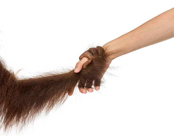 Young Bornean orangutan and human hands holding together