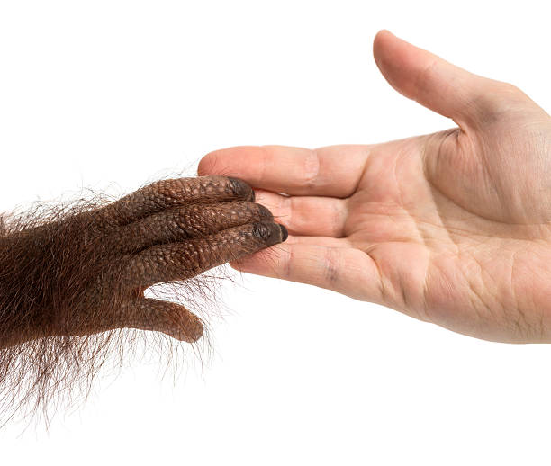 Young Bornean orangutan and human hands holding