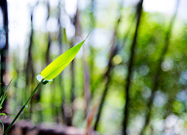 bambus liście - bamboo leaf bamboo shoot feng shui zdjęcia i obrazy z banku zdjęć