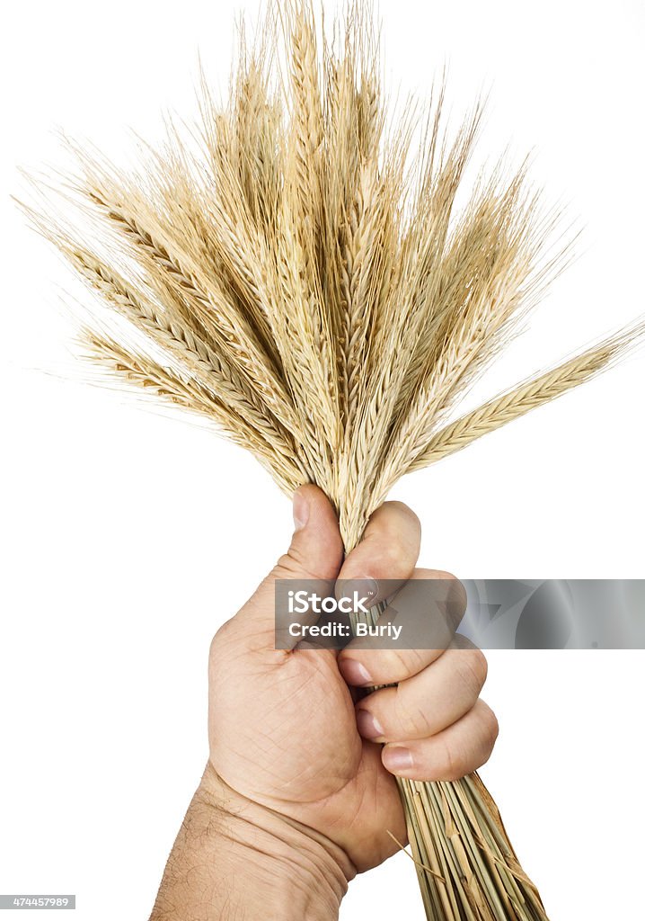 hand hold wheat hand hold wheat ears isolated on the white background 7-Grain Bread Stock Photo