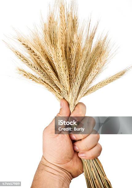 Hand Hold Wheat Stock Photo - Download Image Now - 7-Grain Bread, Agriculture, Cereal Plant