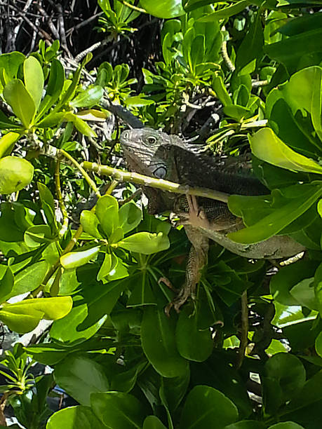 Iguana Iguana near a beach on Aruba. polychrotidae stock pictures, royalty-free photos & images