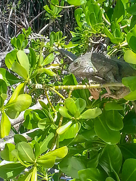 Iguana Iguana near a beach on Aruba. polychrotidae stock pictures, royalty-free photos & images