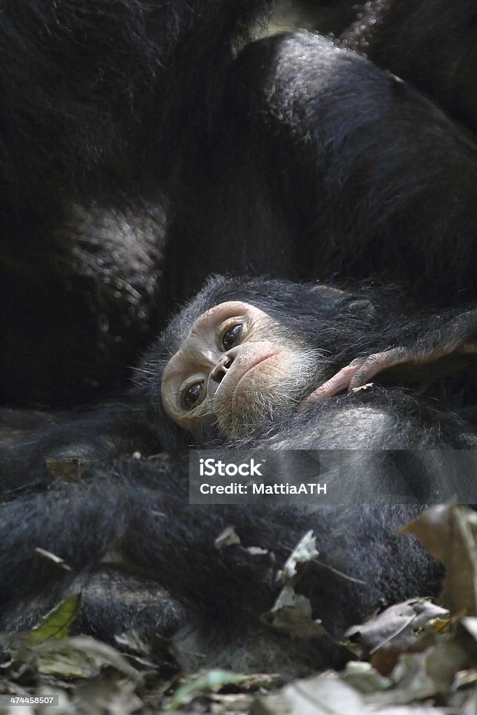 Young chimpanzee lying Young chimpanzee (Pan troglodytes) lying on the ground in Gombe Stream National Park, Tanzania Africa Stock Photo