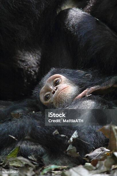 Young Chimpanzee Lying Stock Photo - Download Image Now - Africa, Animal, Animal Wildlife