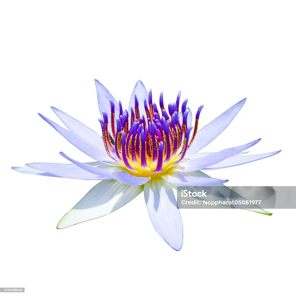 Beautiful waterlily Hybrid flower. Beautiful waterlily Hybrid flower. (Nymphaca nouchali Burm.f.) 2015 Stock Photo