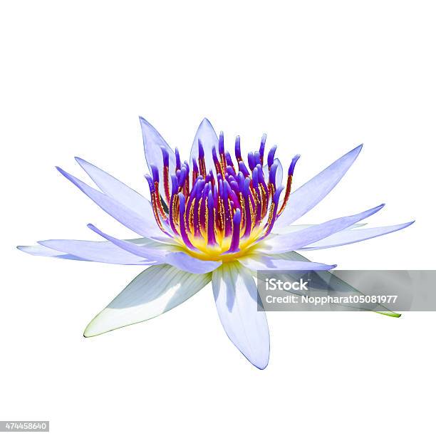 Beautiful Waterlily Hybrid Flower Stock Photo - Download Image Now - 2015, Aquatic Organism, Beauty