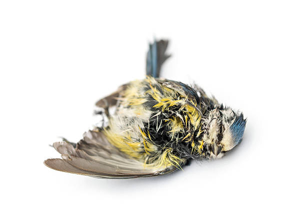 istock Blue tit lying on the back, in state of decomposition 474458681