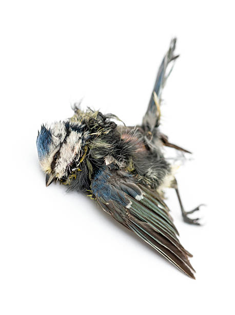 istock Blue tit lying on the back, in state of decomposition 474458725