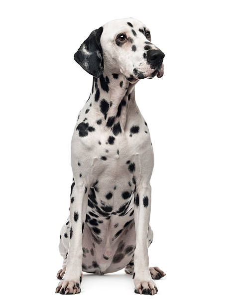 istock Dalmatian sitting, looking away, 1 year old, isolated on white 474458769