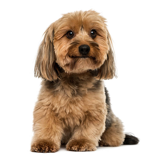 istock Crossbreed dog sitting, 5 years old, isolated on white 474458783