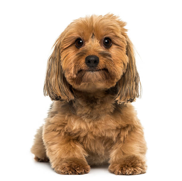 istock Crossbreed dog lying, looking at the camera, 5 years old 474458789