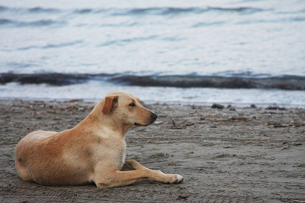 istock dog on the beach 474458956