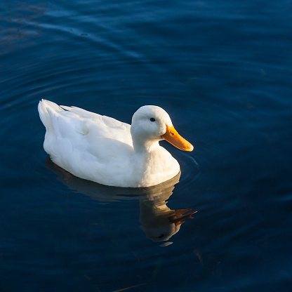 close up of domestic duck swimming on river