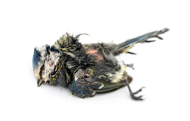 istock Blue tit lying on the back, in state of decomposition 474459741