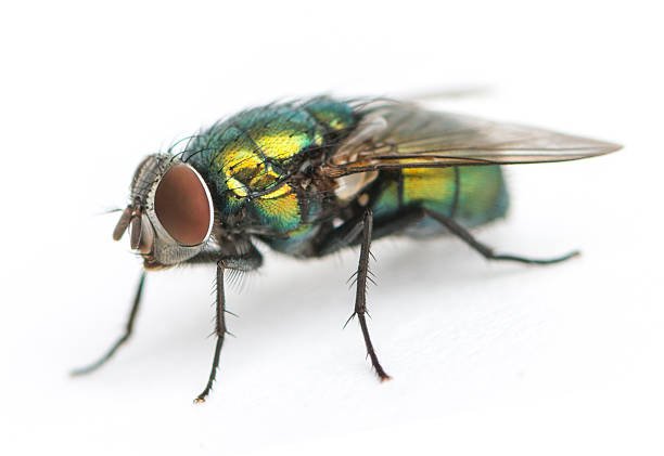 istock Common green bottle fly, Phaenicia sericata, isolated on white 474459743