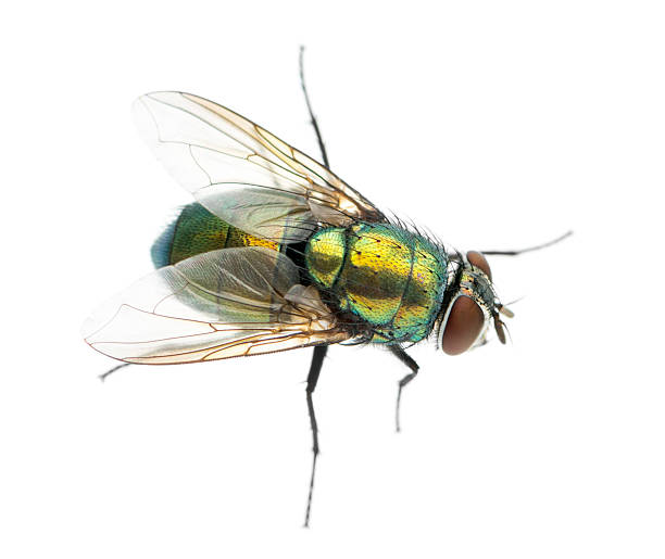 istock Common green bottle fly viewed from up high, Phaenicia sericata, 474459867