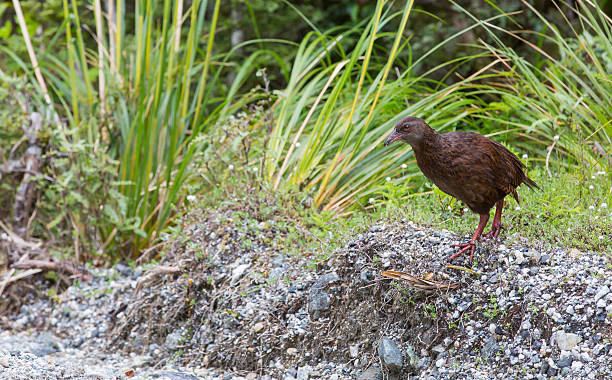 istock Weka, a bird endemic to NZ 474460031