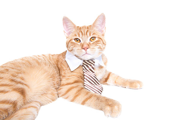 Gato vestido vermelho de negócios com um lacinho - fotografia de stock