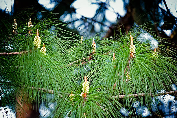 pinus kesiya - kesiya imagens e fotografias de stock