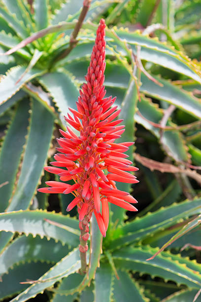 istock aloe arborescens flower 474460301