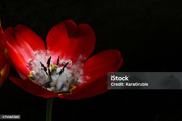 Red Flower Filled With Fluffy Seeds With Dark Background Stock Photo - Download Image Now