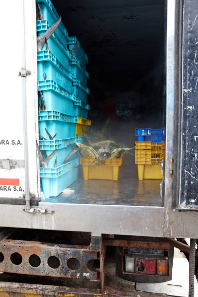 Pucusana, Peru - January 20, 2015: Peruvian man shovelling ice in back of refrigerated fish van