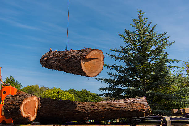 grue se déplace grande section de redwood tree - lumber industry timber tree redwood photos et images de collection