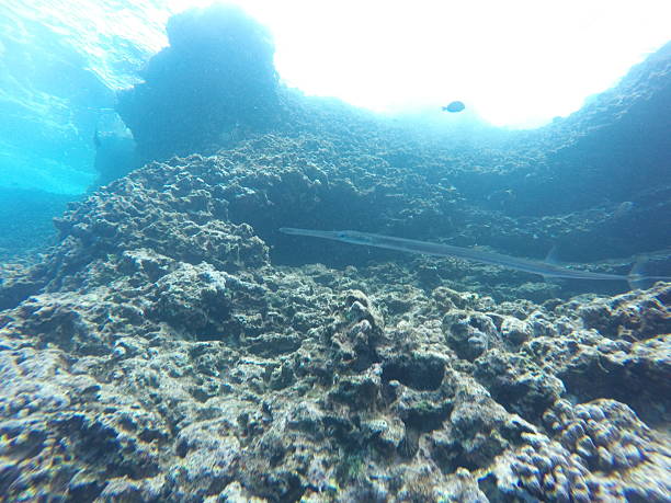 Needle Fish in Hawaiian Reef stock photo
