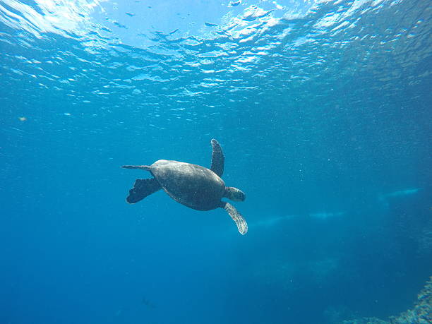 Hawaiian Sea Turtle Swimming Alone stock photo