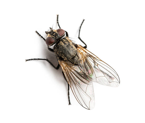 Dirty Common housefly viewed from up high, Musca domestica Dirty Common housefly viewed from up high, Musca domestica, isolated on white fly stock pictures, royalty-free photos & images