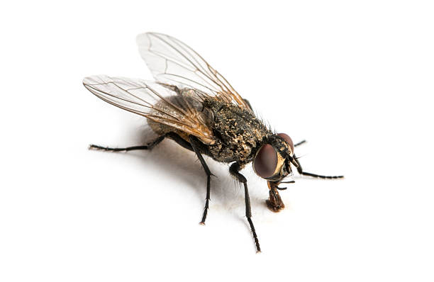 istock Dirty Common housefly eating, Musca domestica, isolated on white 474465621