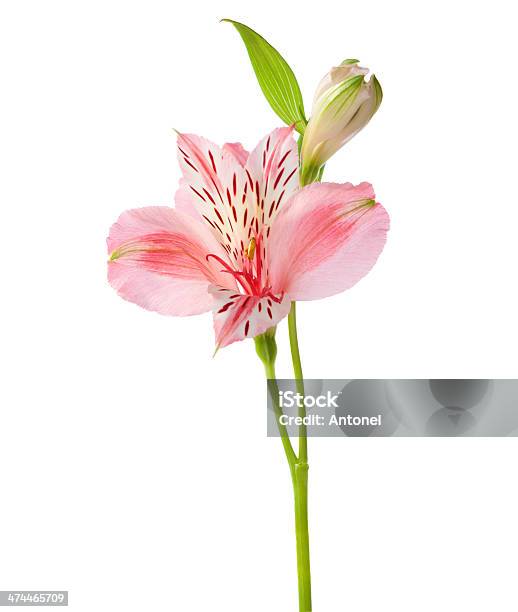 Alstroemeria Stock Photo - Download Image Now - Alstroemeria, Beauty In Nature, Blossom